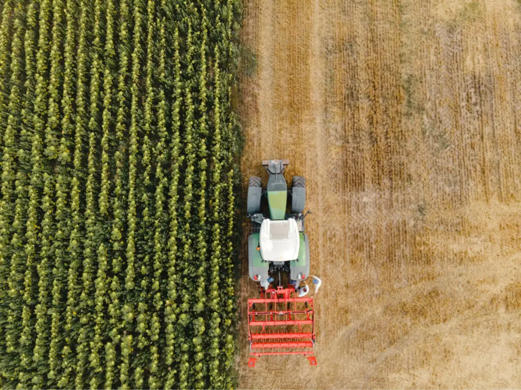 Vogelansicht einer Landmaschine, die ein Maisfeld erntet.